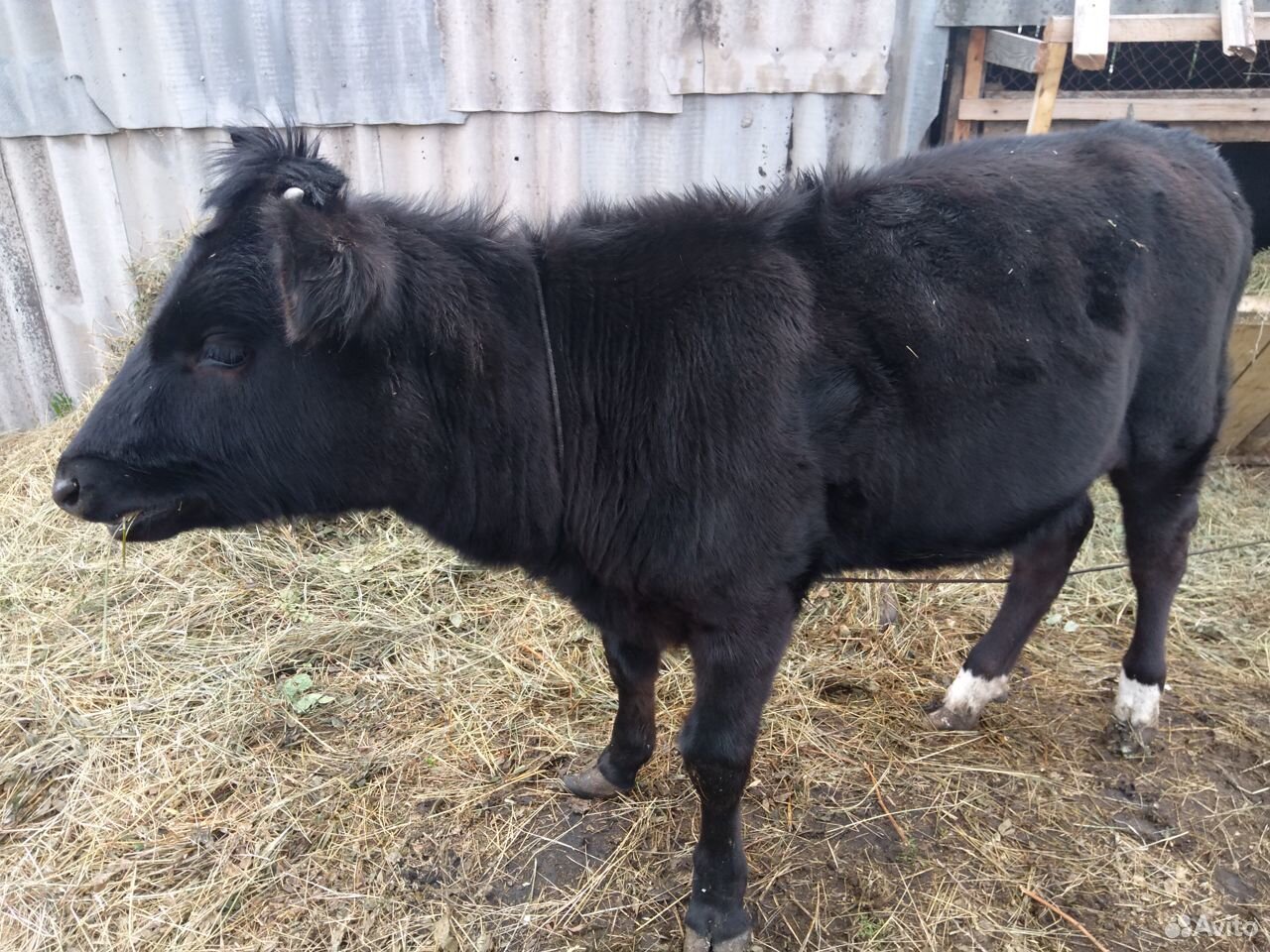 Корова первотелка 2 года, теленок телочка 7 месяце купить на Зозу.ру - фотография № 2