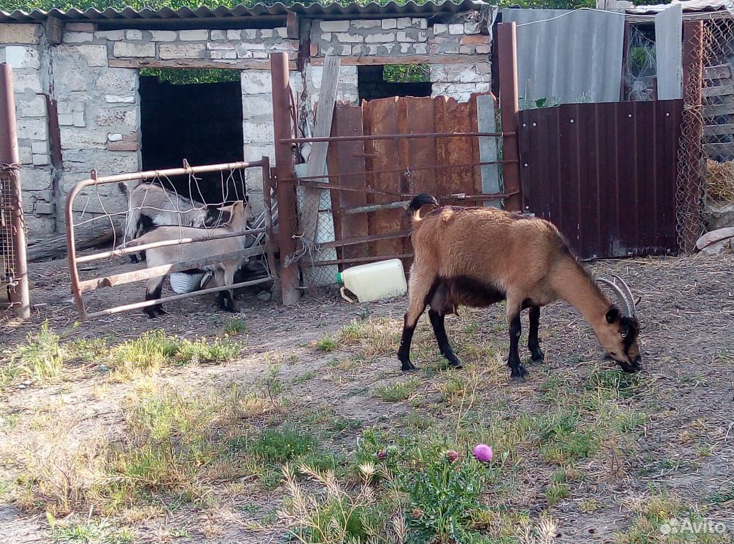 Коза и козлята купить на Зозу.ру - фотография № 3