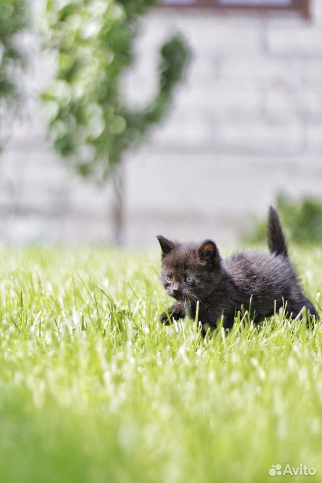Котенок - черный/мальчик купить на Зозу.ру - фотография № 2