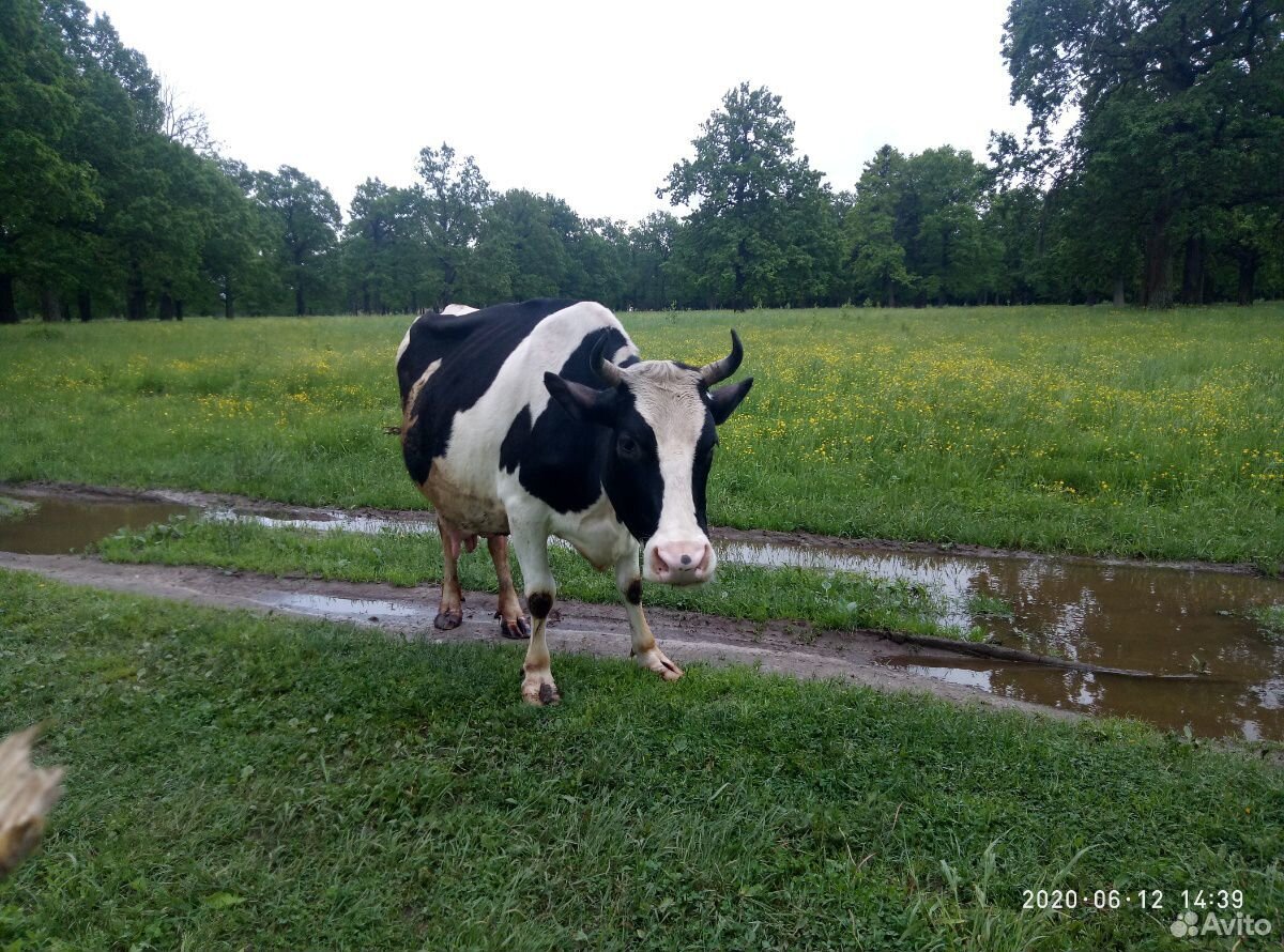 Коровы купить на Зозу.ру - фотография № 1
