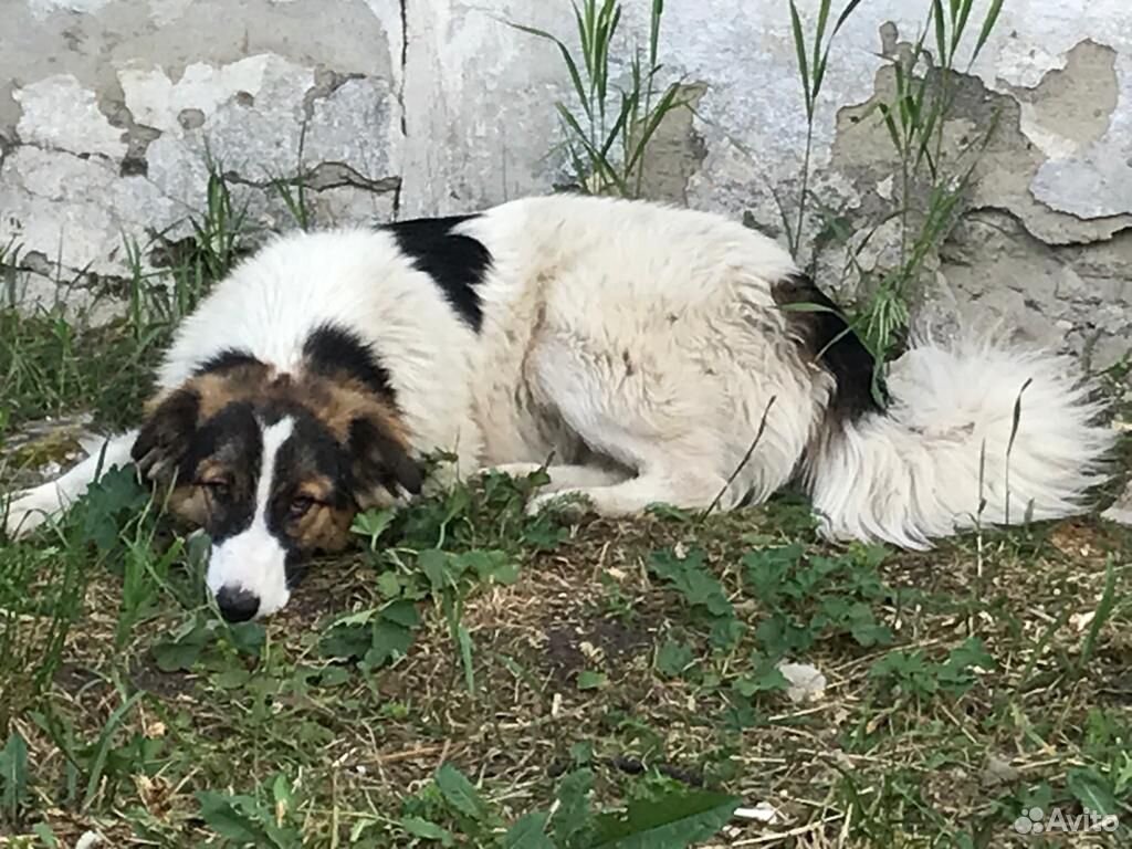 Ласковая собака беспородная (7 месяцев) купить на Зозу.ру - фотография № 2