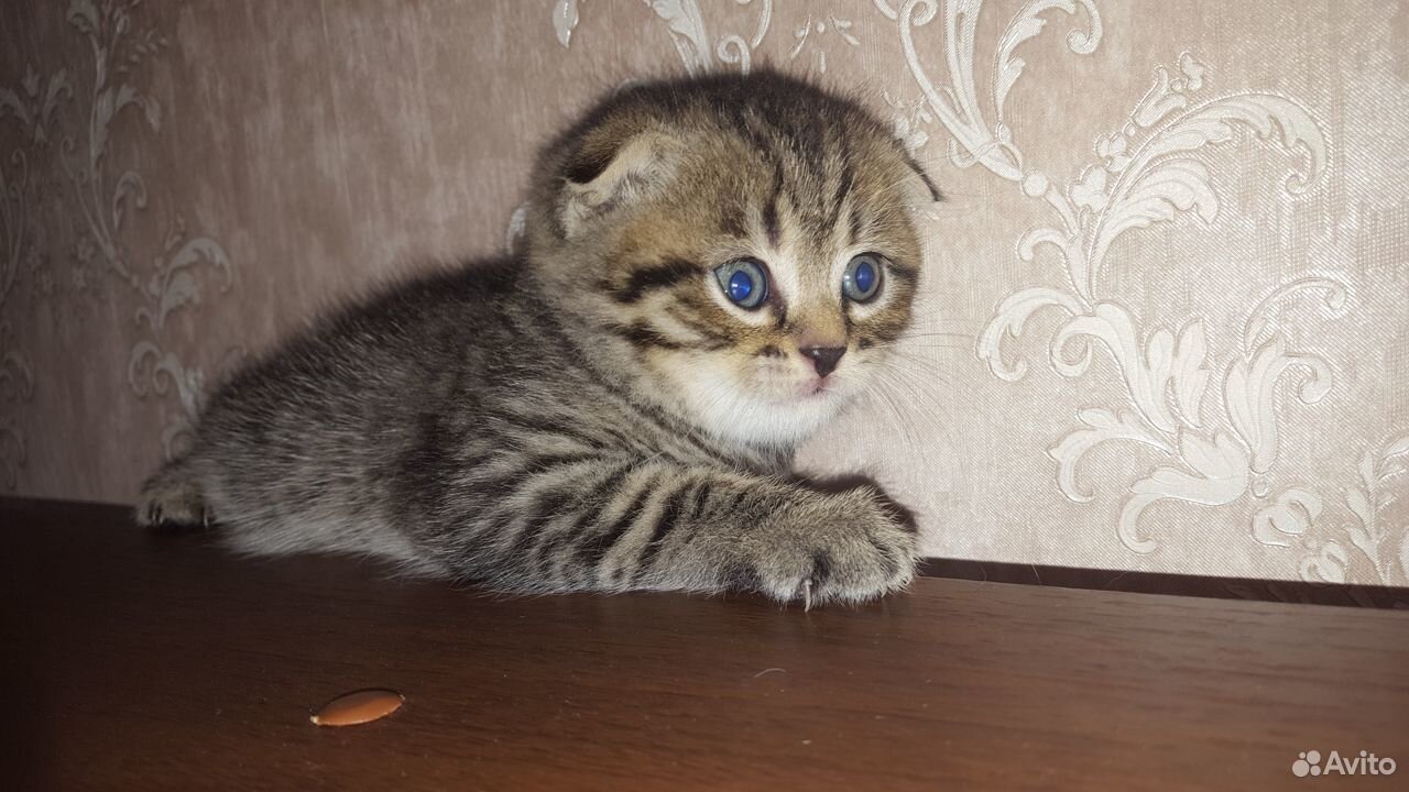 Вислоухие котятки купить на Зозу.ру - фотография № 9