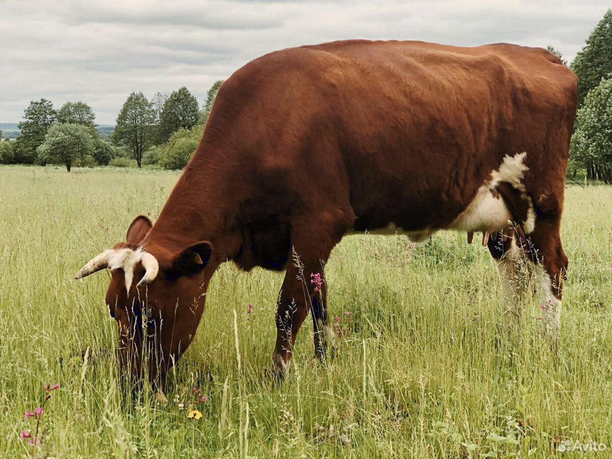 Молочная корова купить на Зозу.ру - фотография № 2