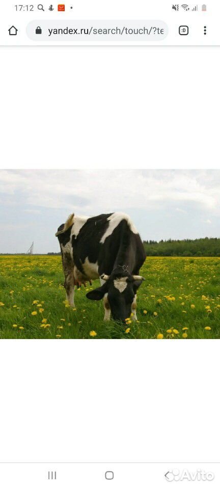 Продам корову и телят купить на Зозу.ру - фотография № 1