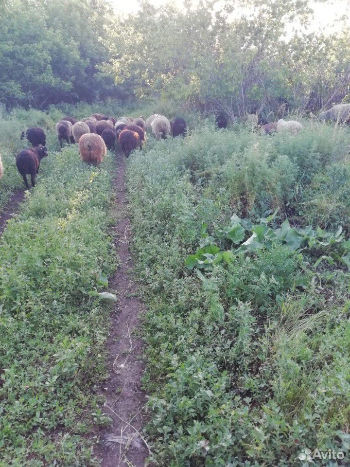 Овцы купить на Зозу.ру - фотография № 2