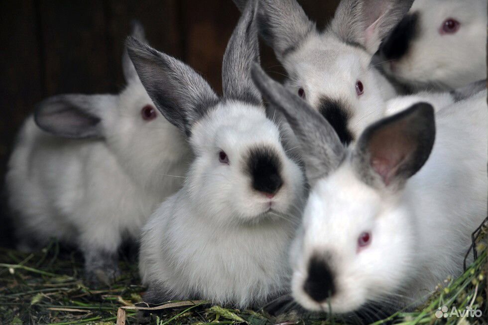 Кролики калифорнийской породы купить на Зозу.ру - фотография № 6