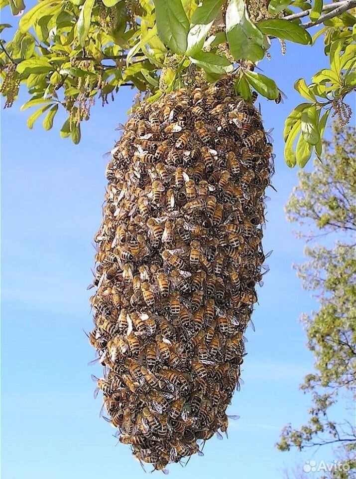 Сниму рой пчел купить на Зозу.ру - фотография № 1