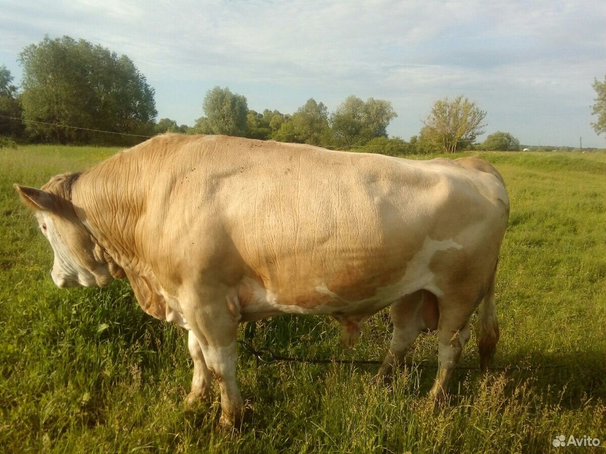 Коровы,бык купить на Зозу.ру - фотография № 6