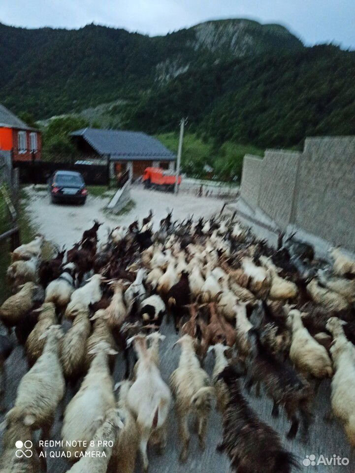 Овцы и козы в круг купить на Зозу.ру - фотография № 7