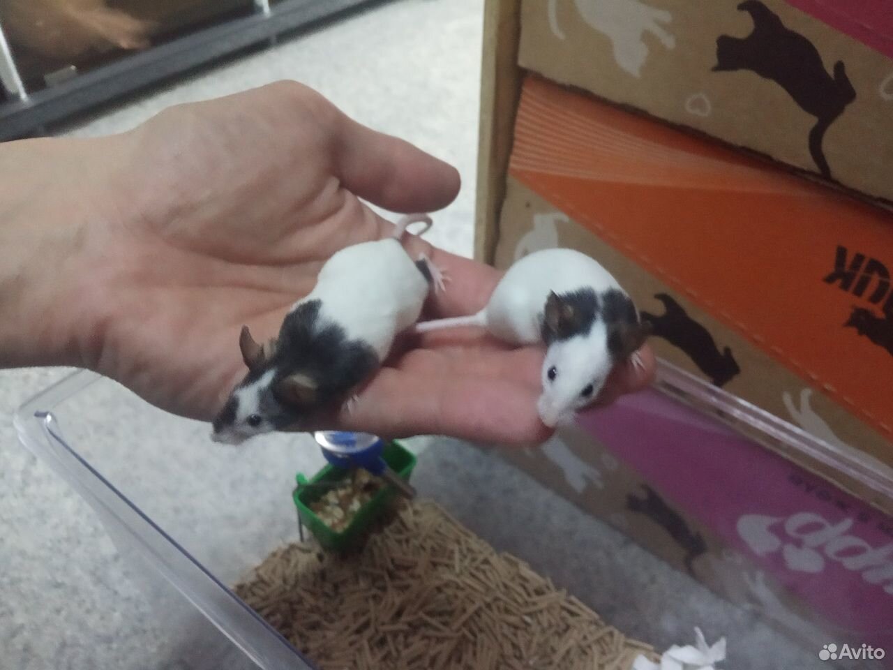 Японские мини мышки купить на Зозу.ру - фотография № 1