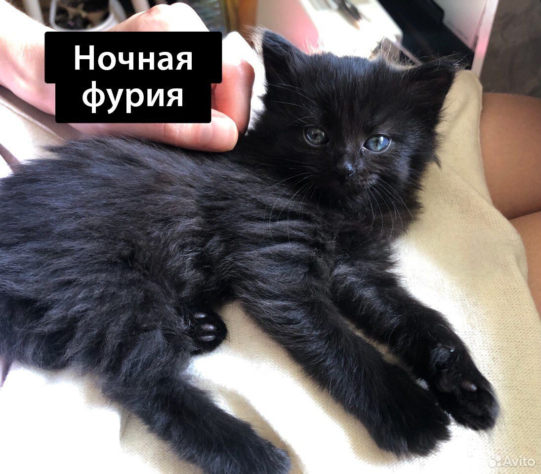 Котодруг (котята) в добрые руки, 1 мес купить на Зозу.ру - фотография № 6