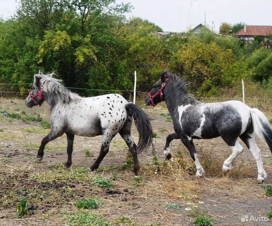 Мини лошади и Белорусские упряжные купить на Зозу.ру - фотография № 4