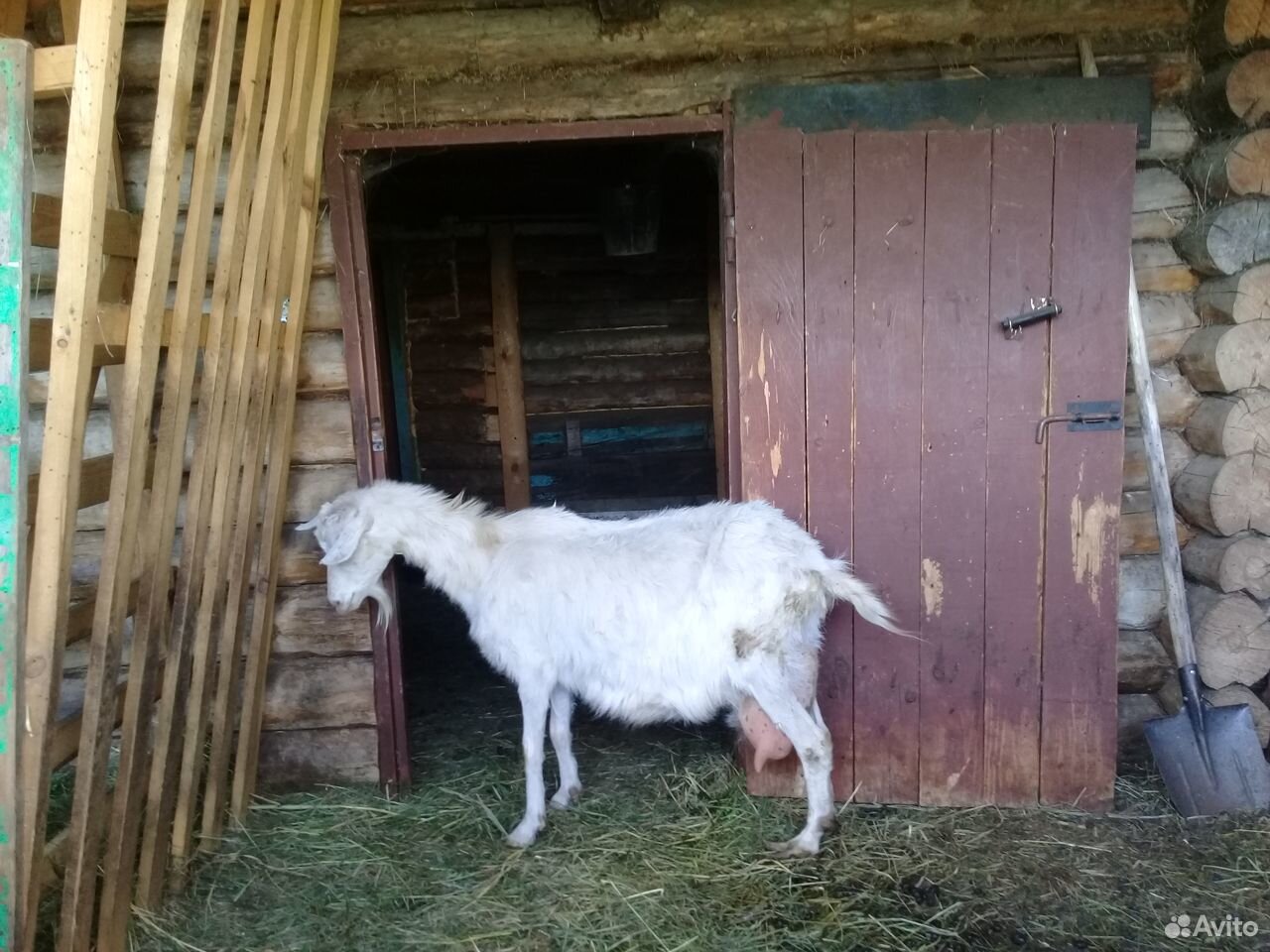 Зааненские козы купить на Зозу.ру - фотография № 5