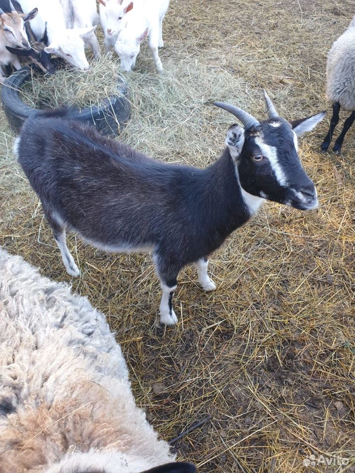 Продаются камерунские козы купить на Зозу.ру - фотография № 3