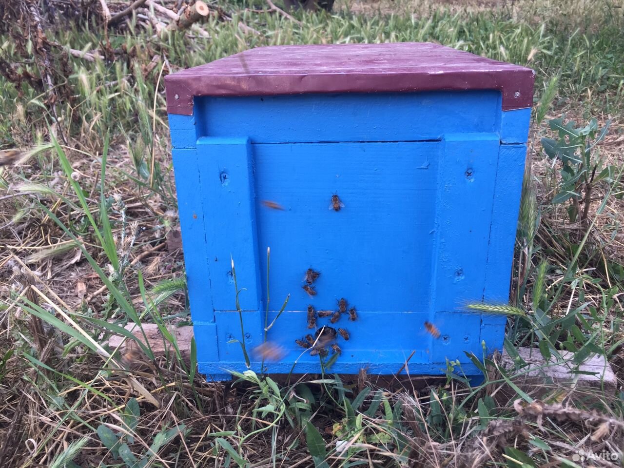 Пчеломатки купить на Зозу.ру - фотография № 2