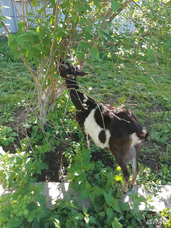 Нубийские и зааненские козы купить на Зозу.ру - фотография № 6