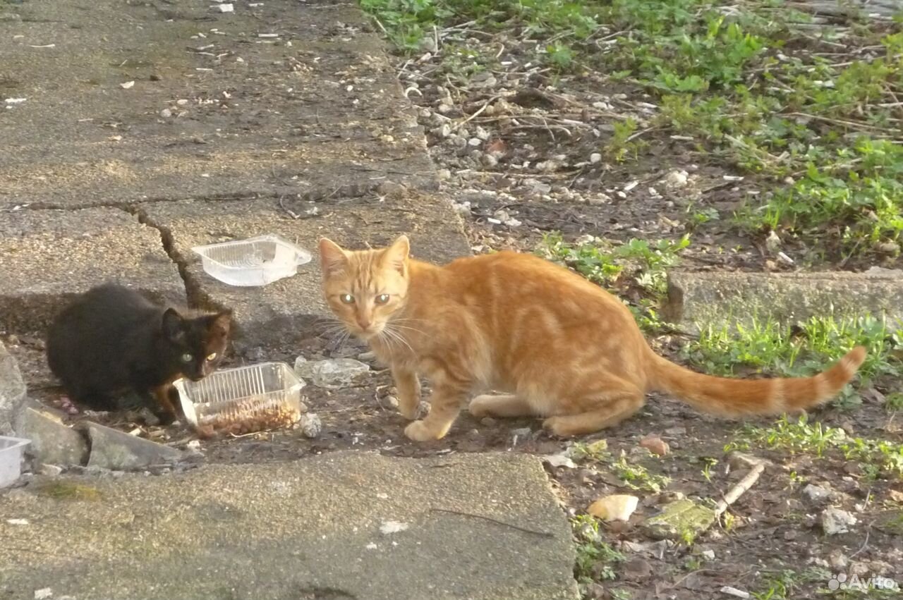 Рыжий кот и чёрный котёнок купить на Зозу.ру - фотография № 1