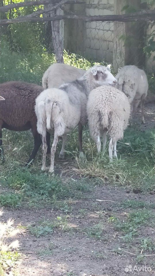 Овцы романовские, возможен не большой торг купить на Зозу.ру - фотография № 7