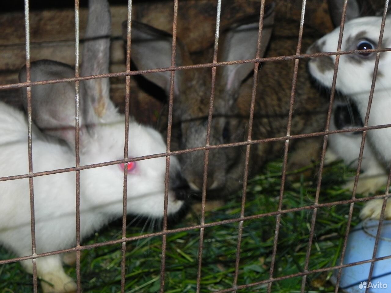 Кролики для разведения купить на Зозу.ру - фотография № 3