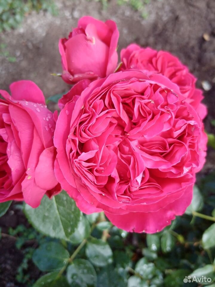 Кусты роз купить на Зозу.ру - фотография № 5