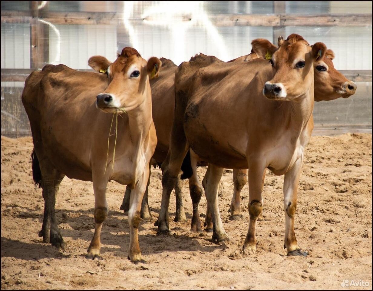 Джерсейские коровы купить на Зозу.ру - фотография № 4