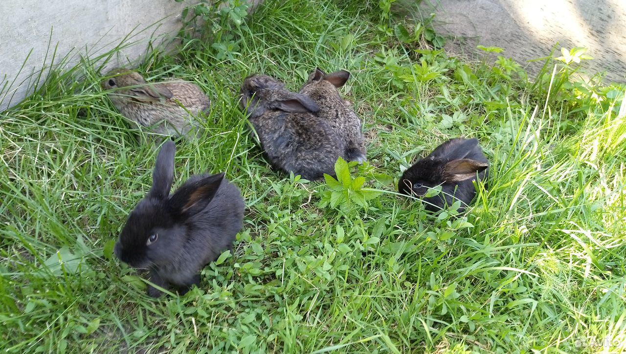 Кролики мясные купить на Зозу.ру - фотография № 8