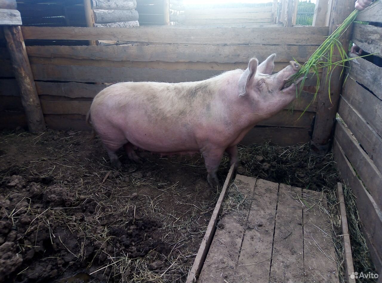 Свиноматка, хряк на племя купить на Зозу.ру - фотография № 1