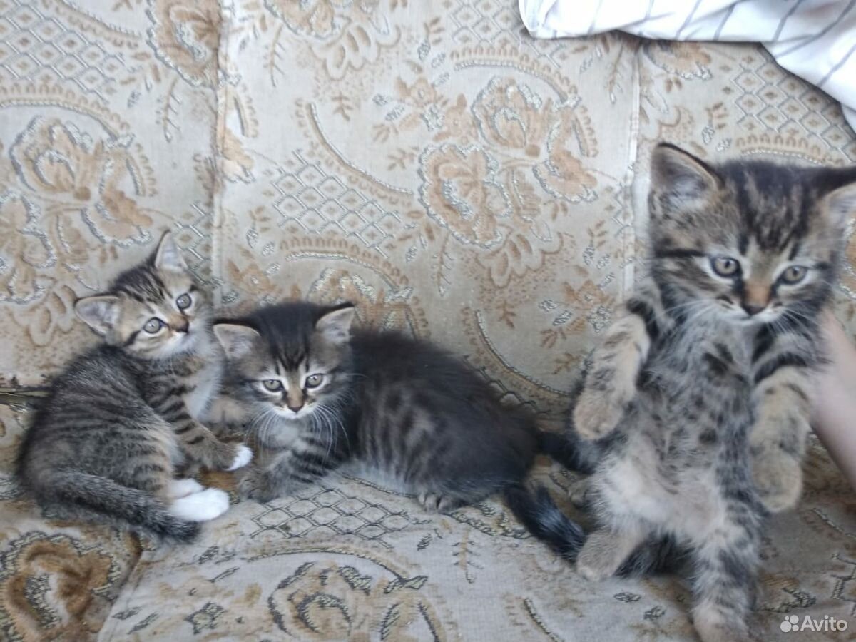 Кошка и котята купить на Зозу.ру - фотография № 3