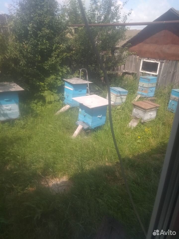 Продам семьи пчел "рой" купить на Зозу.ру - фотография № 1