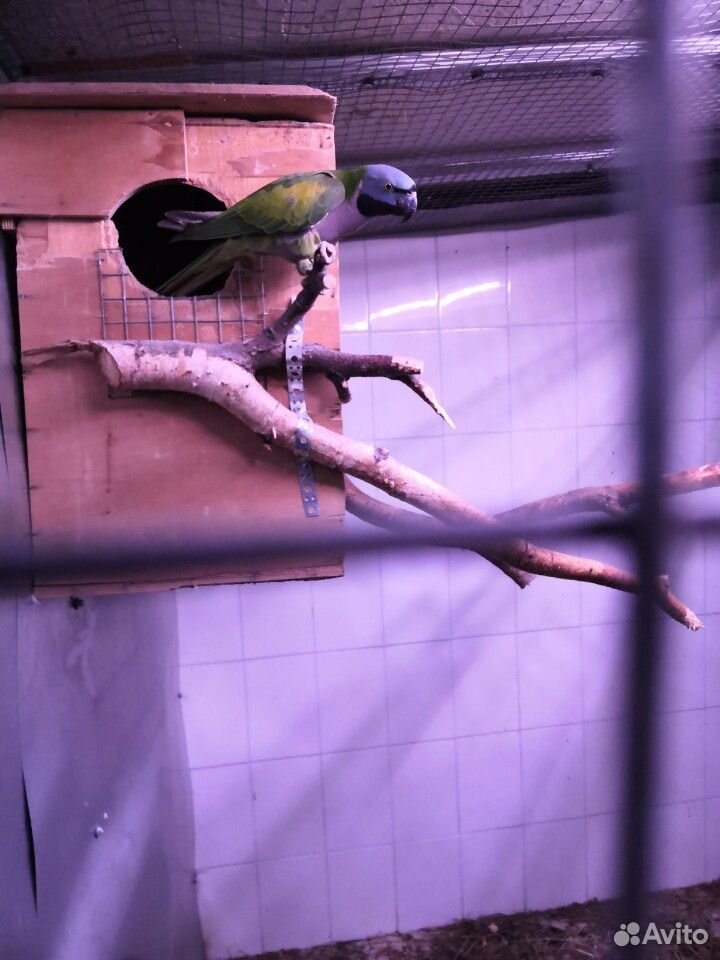 Самка китайского кольчатого попугая купить на Зозу.ру - фотография № 3