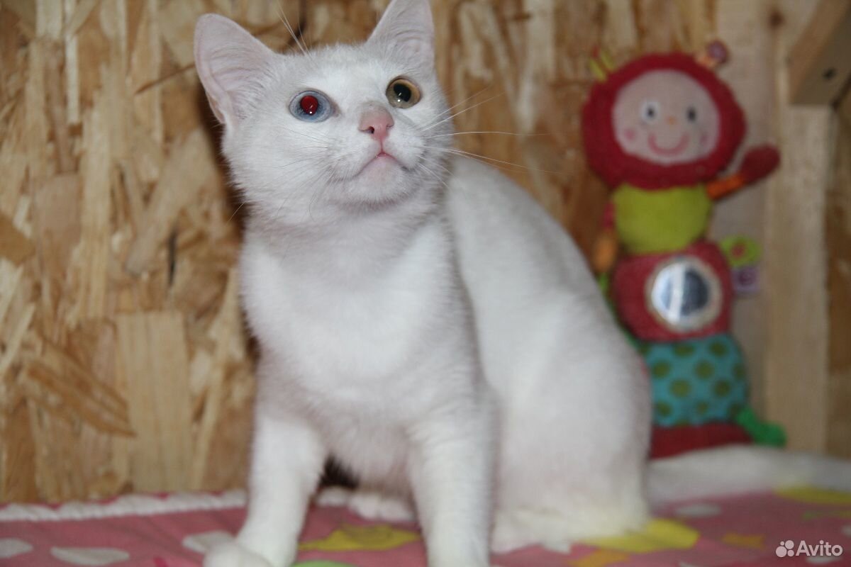 Кошка Белка купить на Зозу.ру - фотография № 3