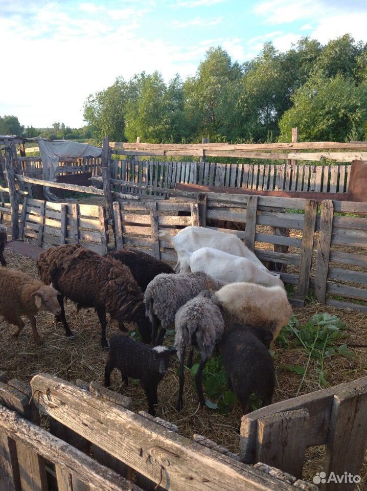 Овцы, бараны, коза купить на Зозу.ру - фотография № 6