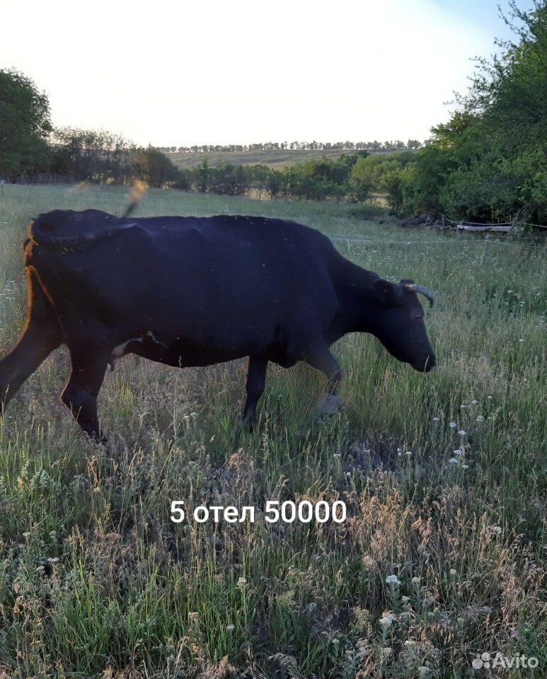 Коровы оптом купить на Зозу.ру - фотография № 5