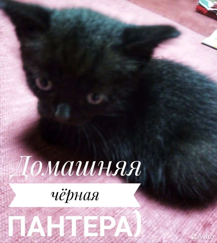 Котята от вислоухий кошки купить на Зозу.ру - фотография № 1