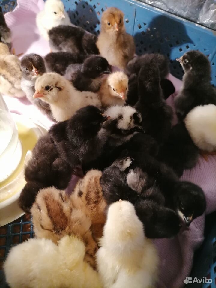 Цыплята домашние купить на Зозу.ру - фотография № 1