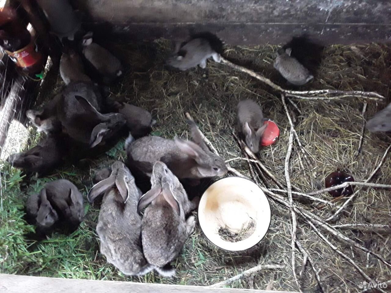 Кролики фландр купить на Зозу.ру - фотография № 2