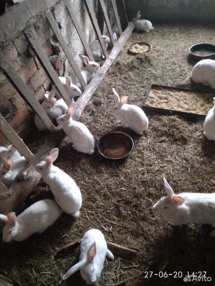 Кролики купить на Зозу.ру - фотография № 5