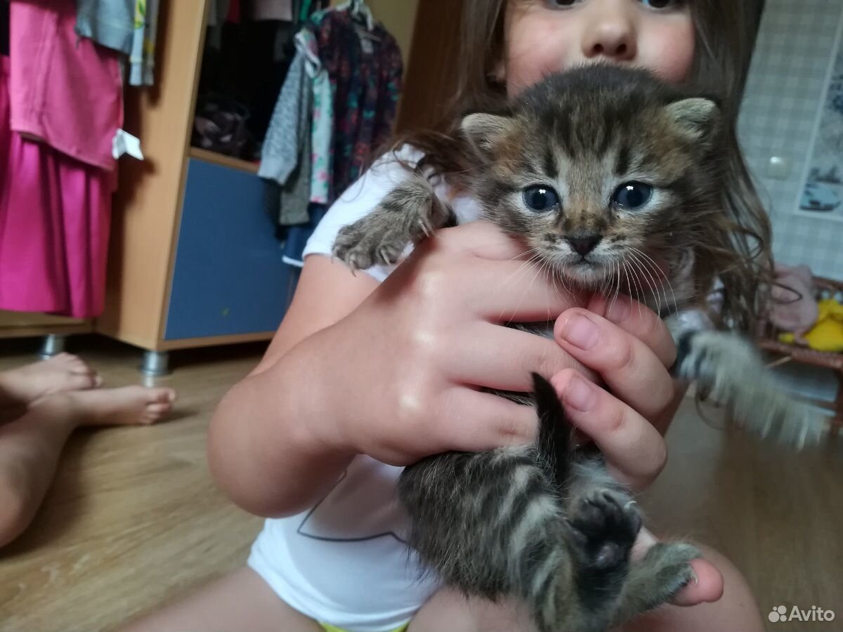 Два очаровательных котёнка купить на Зозу.ру - фотография № 3