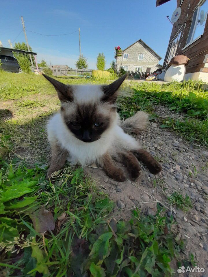 Сиамская кошка купить на Зозу.ру - фотография № 6