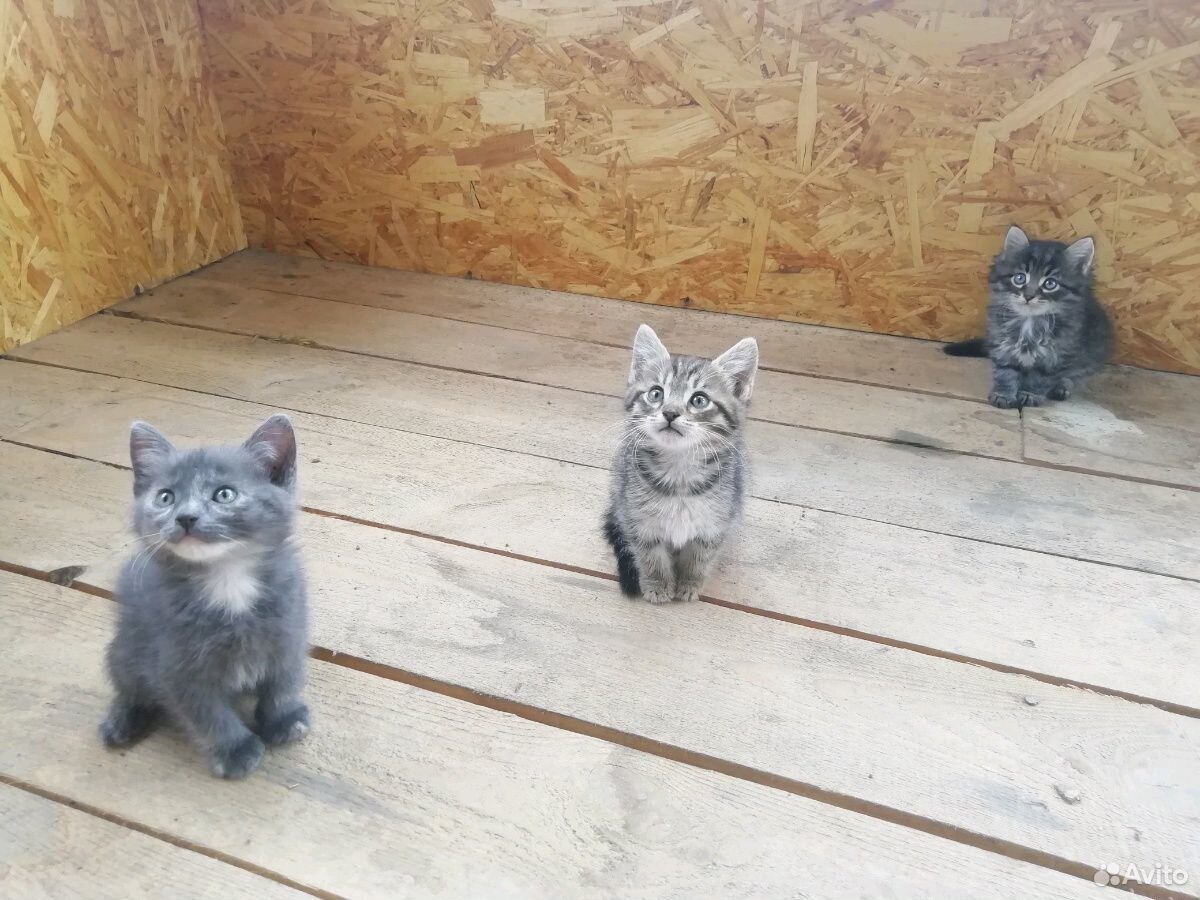 Дружелюбные котята ищут дом купить на Зозу.ру - фотография № 1