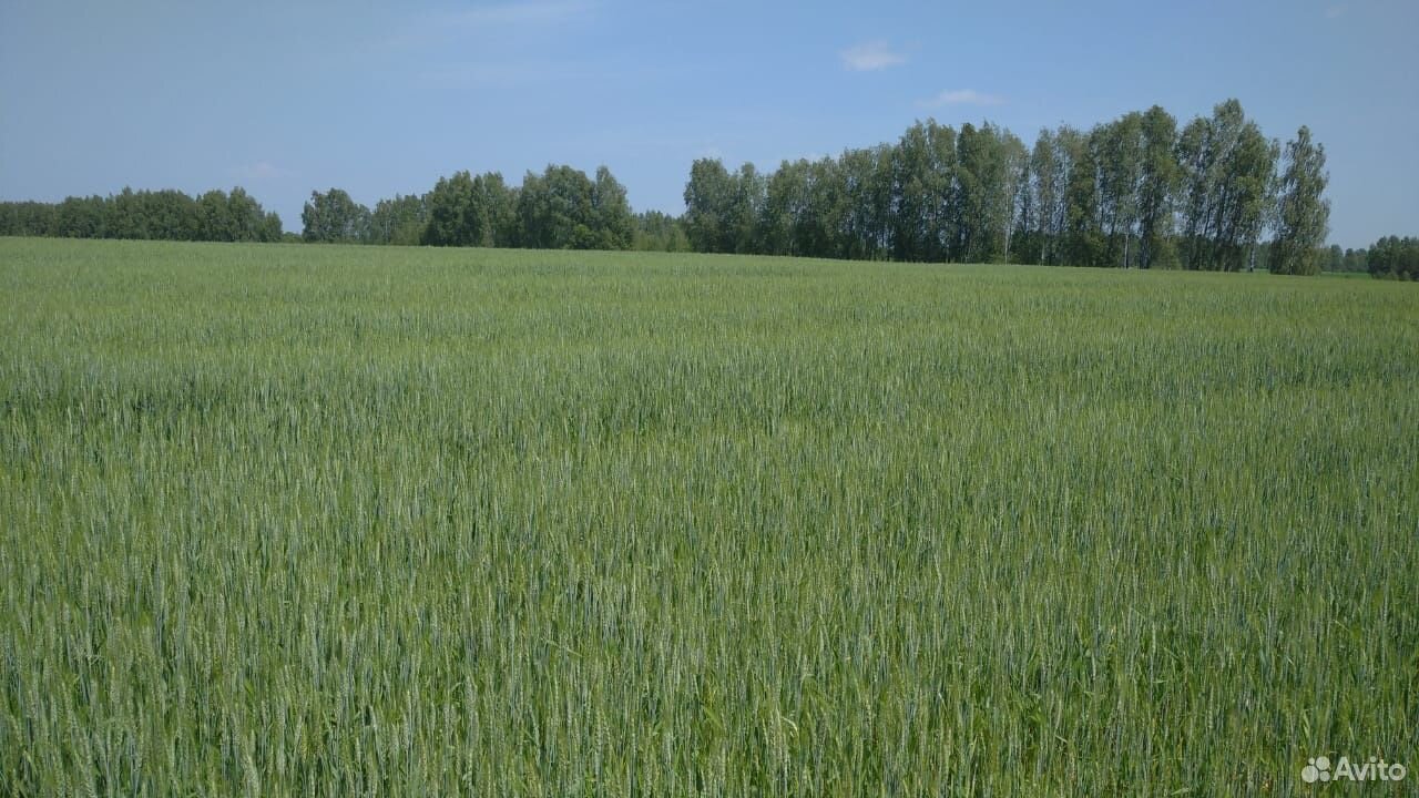 Пшеница зерно купить на Зозу.ру - фотография № 1