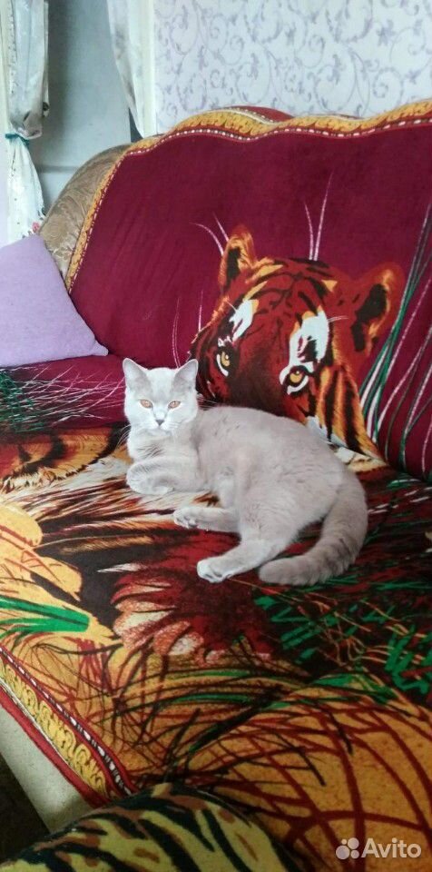 Британские котята купить на Зозу.ру - фотография № 9