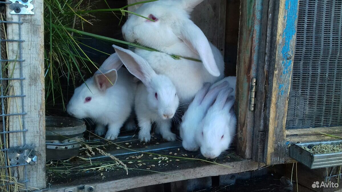 Продам кроликов разных возрастов,а так же мясо кро купить на Зозу.ру - фотография № 4