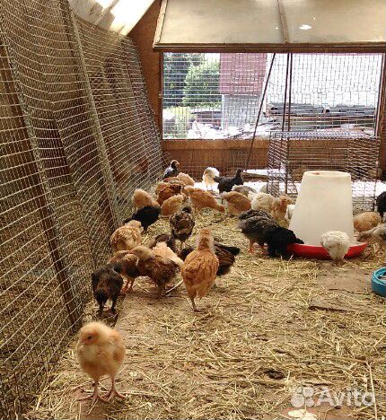 Цыплята от 1 до 40дней от крупных домашних несушек купить на Зозу.ру - фотография № 1