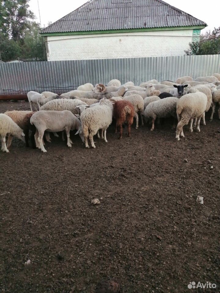Продам овец и ягнят купить на Зозу.ру - фотография № 6