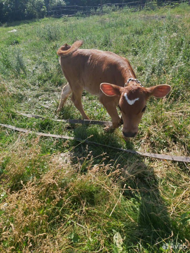 Телочка от джерсейской коровы купить на Зозу.ру - фотография № 1