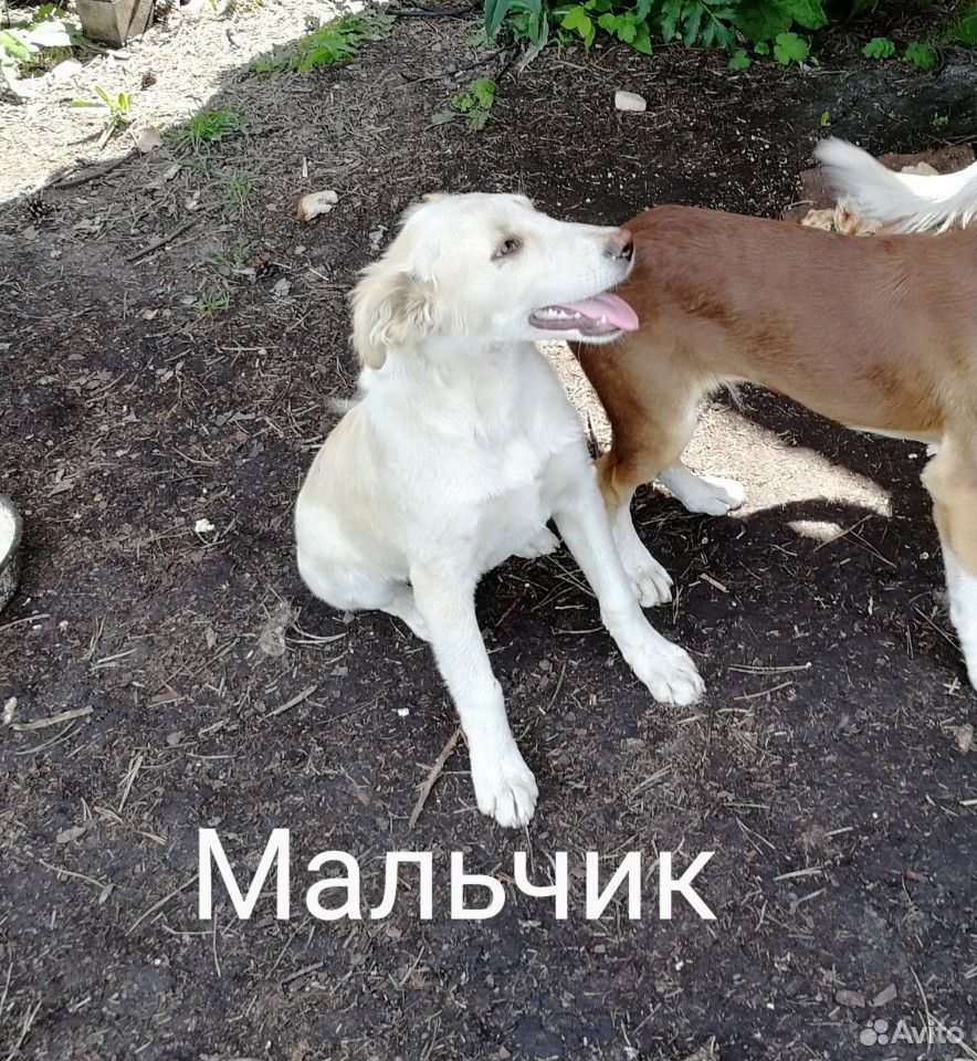 Отдаются в добрые руки щенки купить на Зозу.ру - фотография № 3