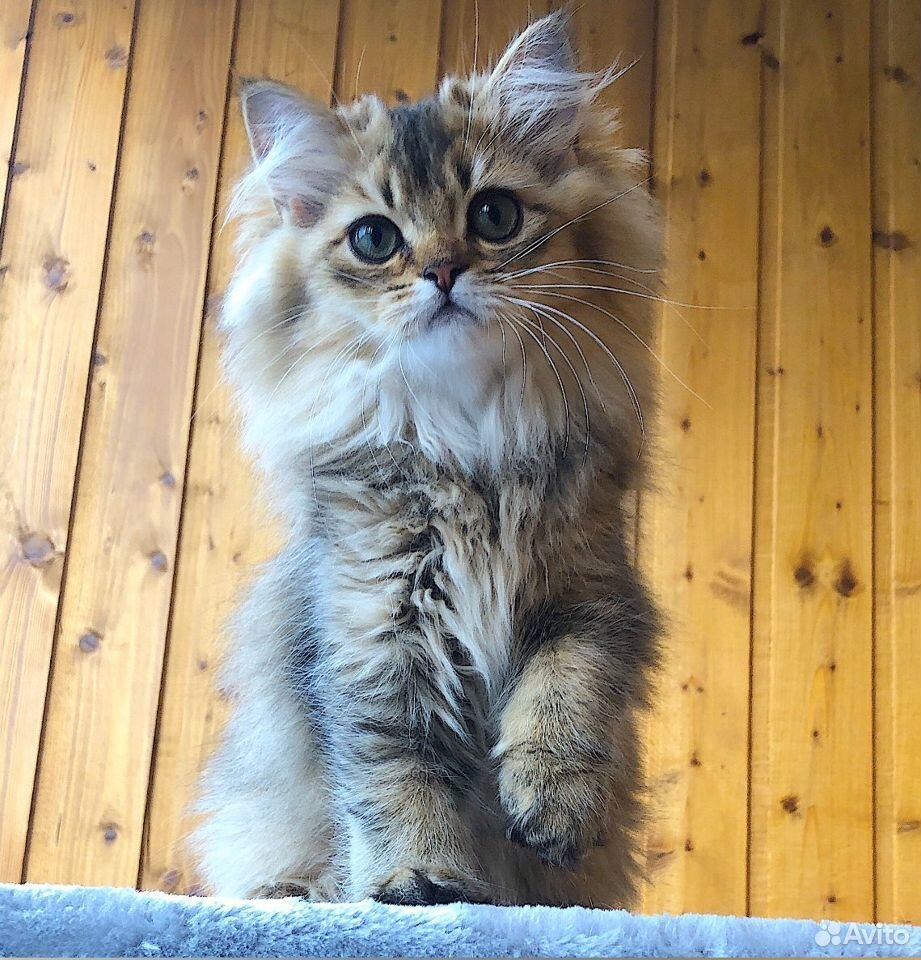 Британские длинношерстные котята купить на Зозу.ру - фотография № 1