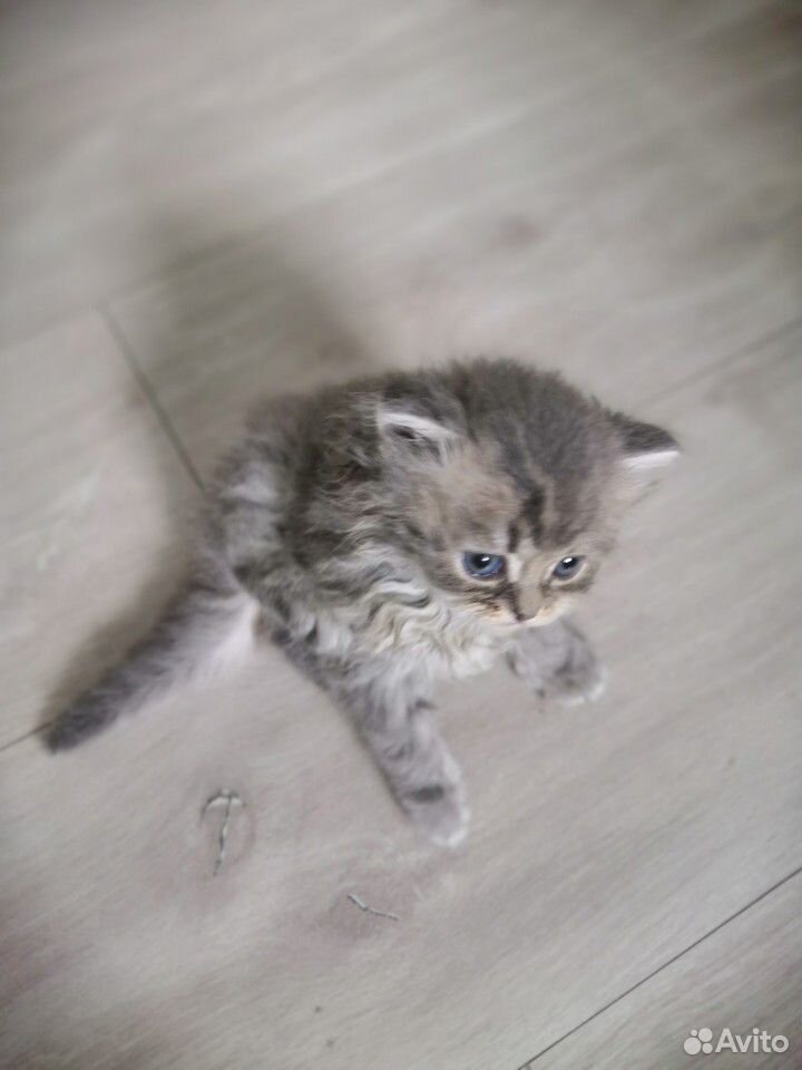 Кошка британец длинношерстный купить на Зозу.ру - фотография № 4