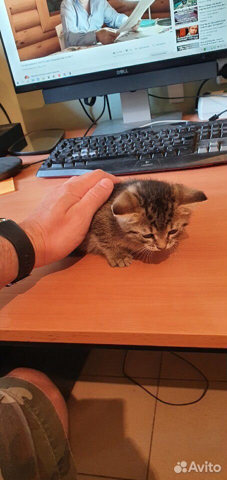 Котёнок от кошки крысыловки купить на Зозу.ру - фотография № 7